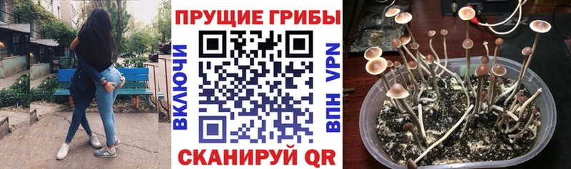 Купить где  Дюртюли  Галлюциногенные грибы прущие грибы 